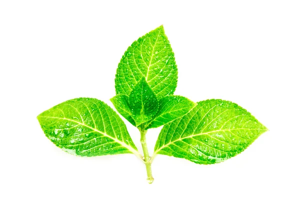 Krásný tvar vlhké zelené listové pobočky s kapičky na bílém pozadí — Stock fotografie