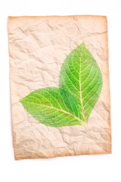 Zerknülltes altes Papier mit transparentem grünen Blatt auf weißem Hintergrund — Stockfoto