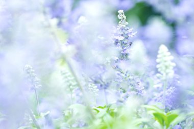 Arka plan adaçayı bitki (lat. Salvia Officinalis kadar yakın doğa)