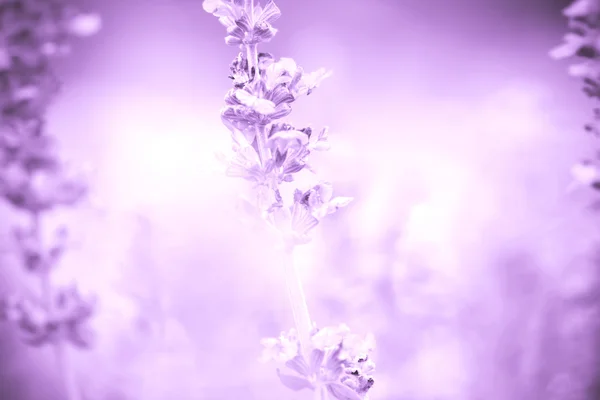 Fondo abstracto de cerca planta de salvia (lat. Salvia Officinalis ) — Foto de Stock