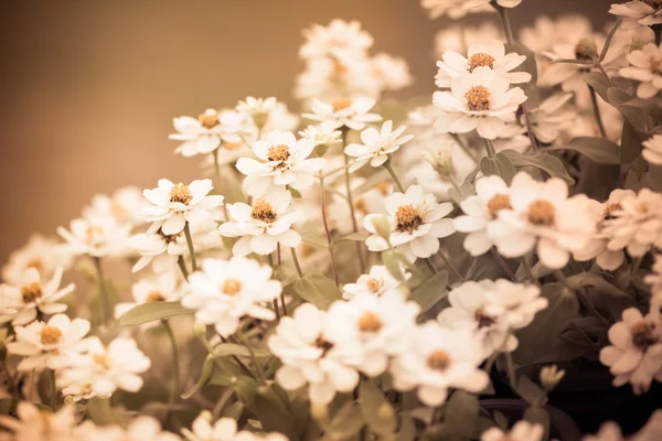 Hermosa flor blanca en tono de color vintage —  Fotos de Stock