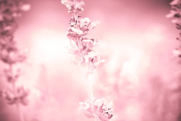 Naturaleza fondo abstracto de cerca planta de salvia (lat. Salvia Officinalis ) —  Fotos de Stock