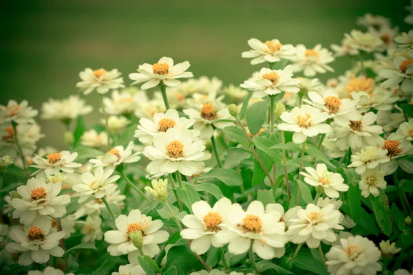 Schoonheid witte bloem achtergrond — Stockfoto