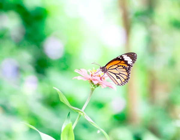 Borboleta na flor rosa no jardim no dia ensolarado — Fotografia de Stock