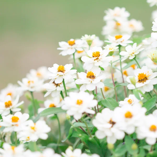 Close-up van witte bloem in de tuin, selectieve focus — Stockfoto