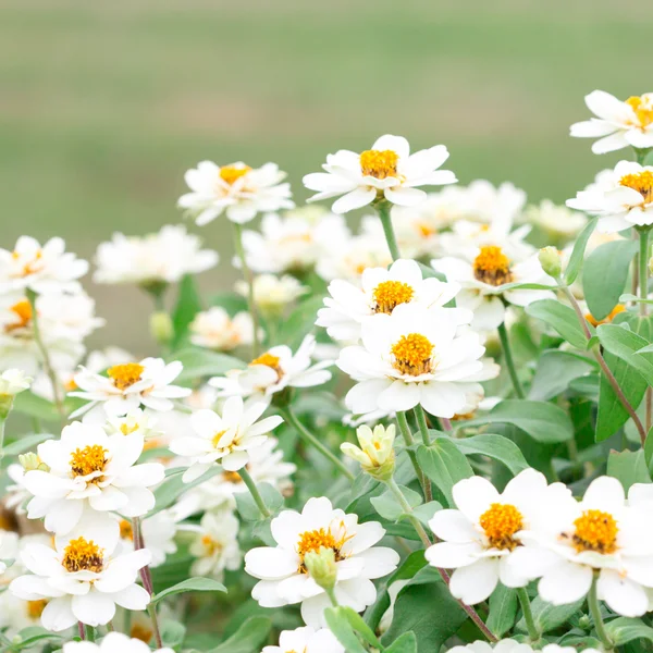 Close-up van witte bloem in de tuin, selectieve focus — Stockfoto