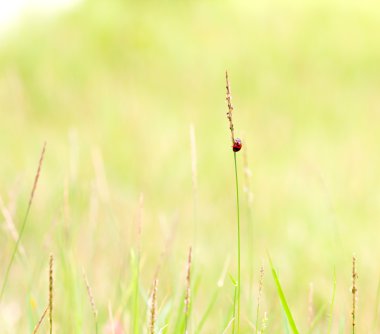 Doğa arka plan otu ve uğur böceği