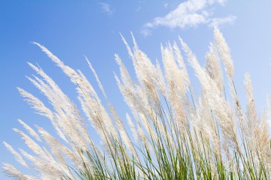 Abstract softness white Feather Grass with sky blue background and space clipart