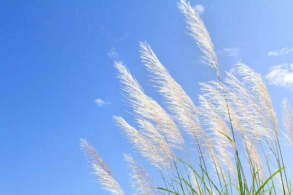 Abstract softness white Feather Grass with sky blue background and space — Stock Photo, Image