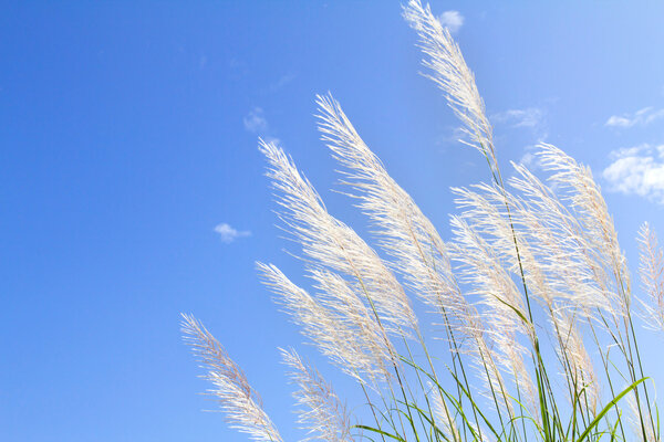 Абстрактная мягкость белого пернатого травы с голубым фоном и пространством
