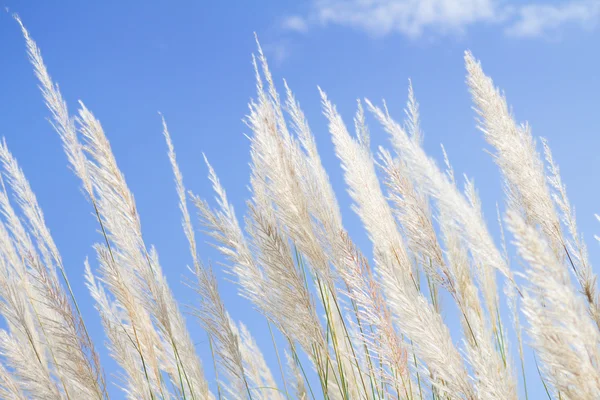 Abstract softness white Feather Grass with sky blue background and space — Stock Photo, Image