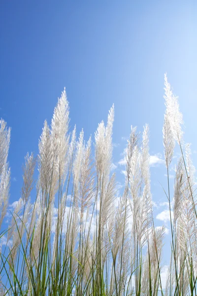 Abstract softness white Feather Grass with sky blue background and space — Stock Photo, Image