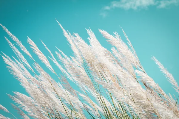 Abstract softness white Feather Grass with retro sky blue background and space — Stock Photo, Image