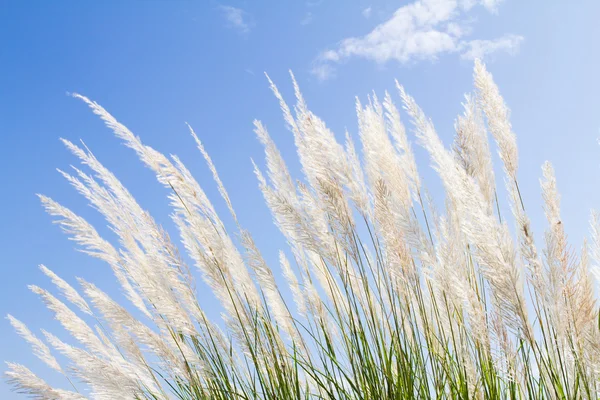 Abstract softness white Feather Grass with sky blue background and space — Stock Photo, Image