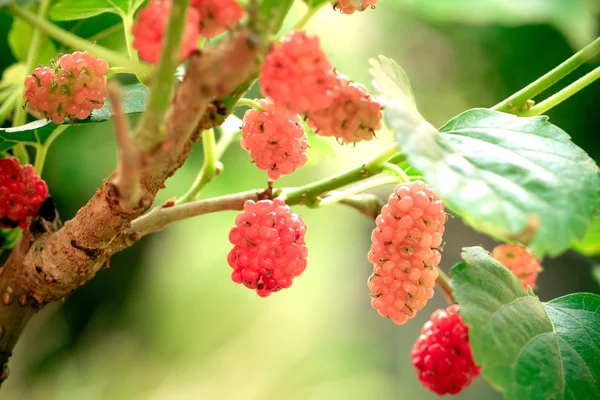 Fruta morera roja joven en el árbol — Foto de Stock