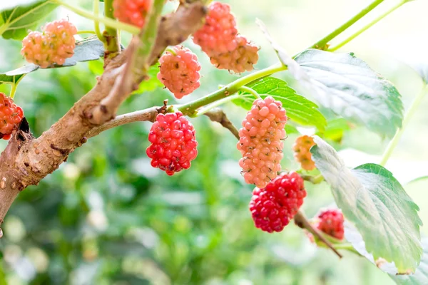 Jovem fruta Amoreira vermelha na árvore — Fotografia de Stock