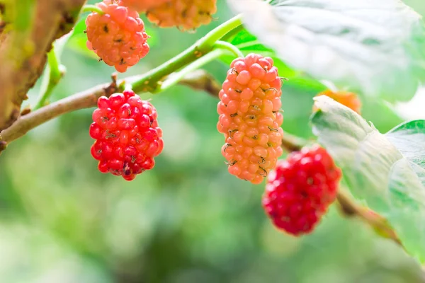 若い赤桑の木の果実 — ストック写真