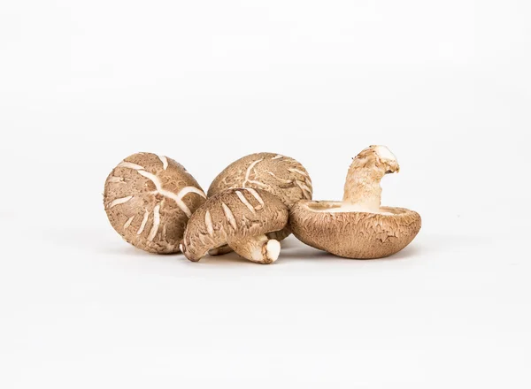 흰색 바탕에 중국 버섯 — 스톡 사진