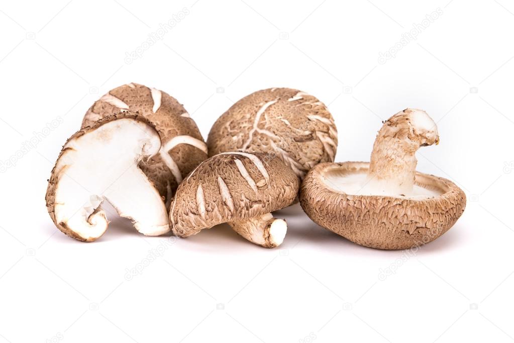 Chinese mushroom on white background