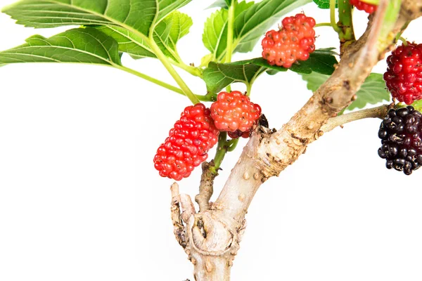 赤の桑の木の果実 — ストック写真