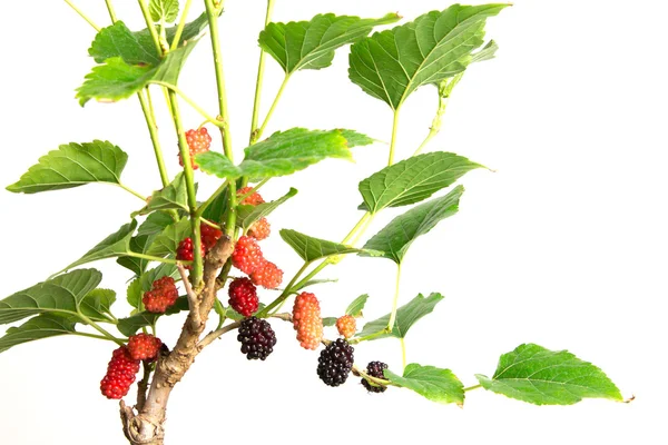 Fruto de amoreira vermelho em árvore — Fotografia de Stock