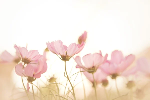 Enfoque suave de las flores del cosmos —  Fotos de Stock