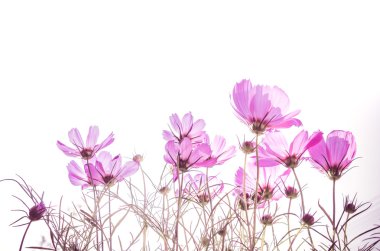  cosmos çiçek yumuşak odak 