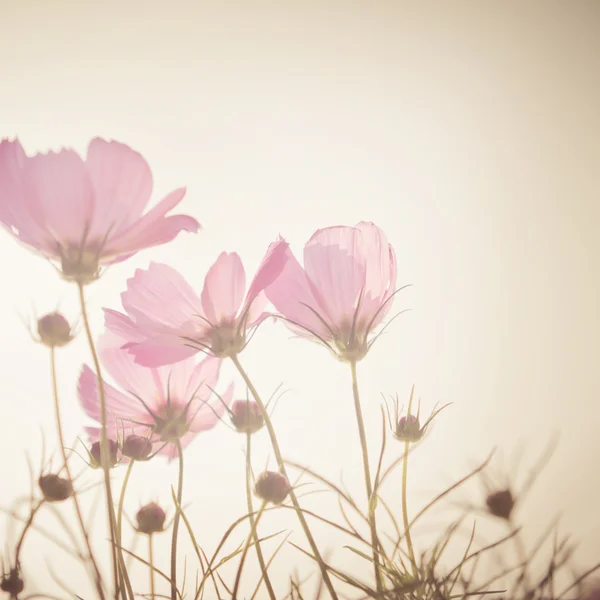 软焦点的波斯菊花海 — 图库照片