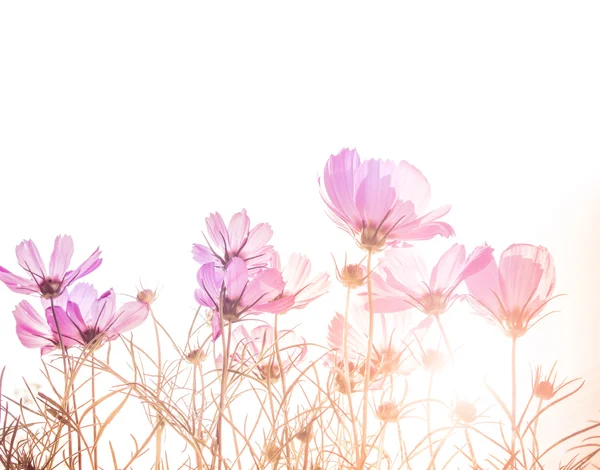 Cosmos çiçek yumuşak odak — Stok fotoğraf