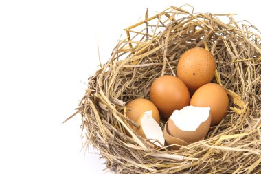 Dal kırılmış ve boş bir kabuk yumurta ile kahverengi tavuk yumurtası ile iç içe