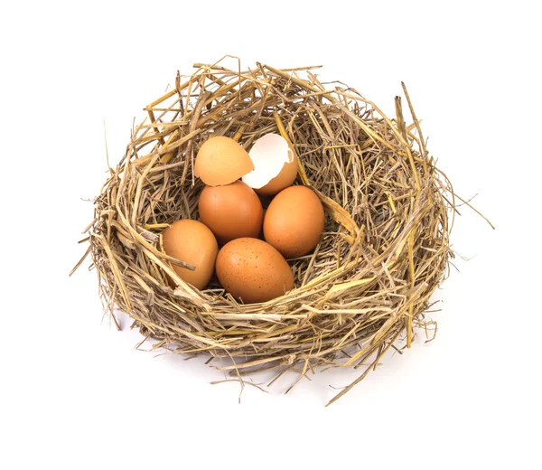 Gallyak barna csirke tojás törött és üres shell e fészek — Stock Fotó