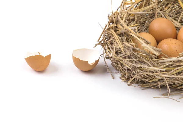 Kvistar kapslas med brun hönsägg med trasiga och Tom shell ägg — Stockfoto