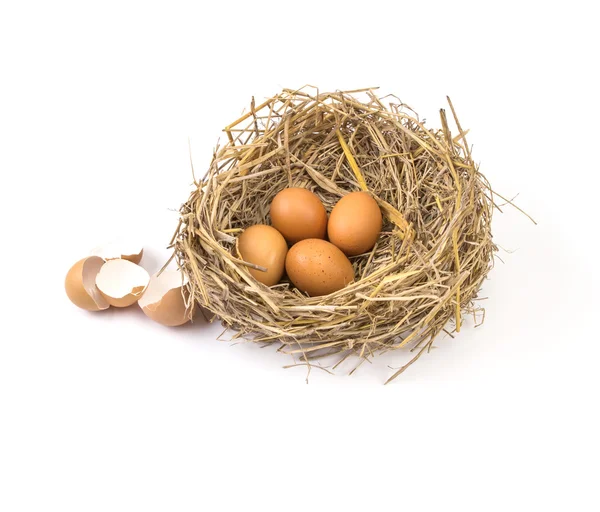 小枝が壊れたと空のシェルの卵と茶色の鶏の卵と巣します。 — ストック写真