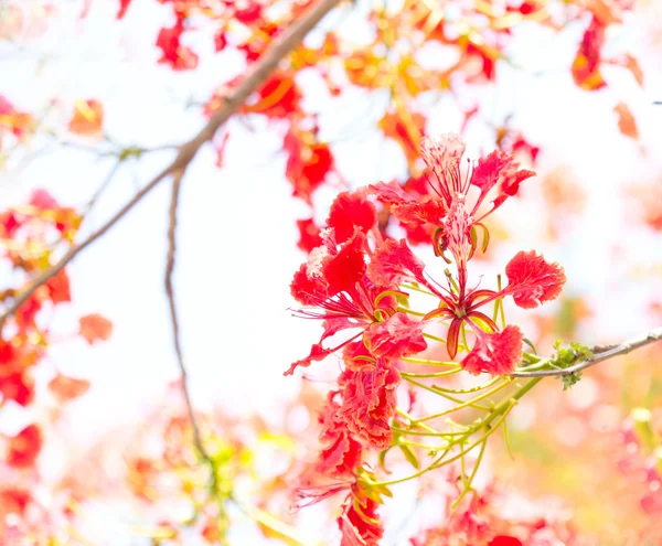 Tono de color dulce de Flam boyant flor — Foto de Stock