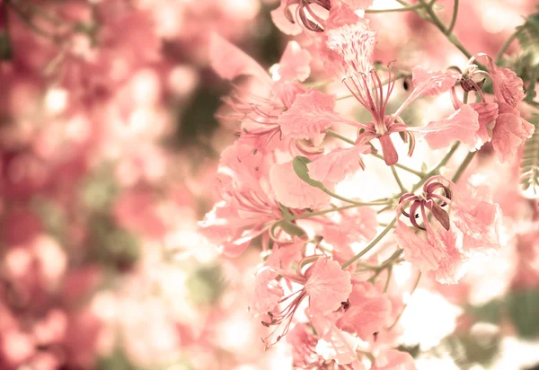 Tatlı renk tonu Flam-boyant çiçek — Stok fotoğraf