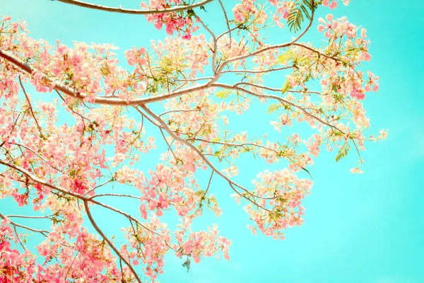 Tatlı renk tonu Flam-boyant çiçek — Stok fotoğraf
