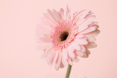 Kapatmak yukarıya ve seçici odak tatlı pembe Gerbera çiçek, roma