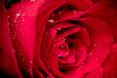 Gül çiçek damlacık ile yakından seçici odak