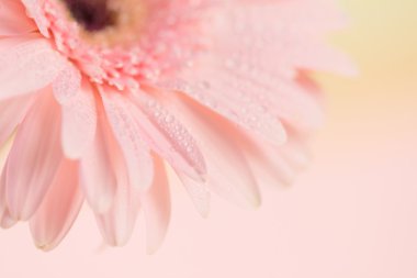 Kadar yakın ve tatlı pembe Gerbera, seçici odak çiçek