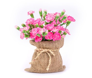 güzel beyaz bir backgro üzerinde pembe karanfil çiçek çiçeklenme