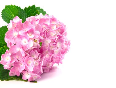 Beyaz bir arka plan üzerinde tatlı ortanca çiçek