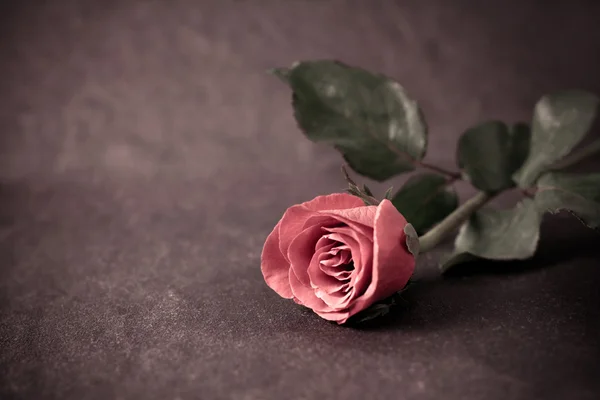 Цветок розы помещен на черный камень — стоковое фото