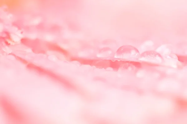 Close up e foco seletivo de doce rosa Gerbera flor — Fotografia de Stock