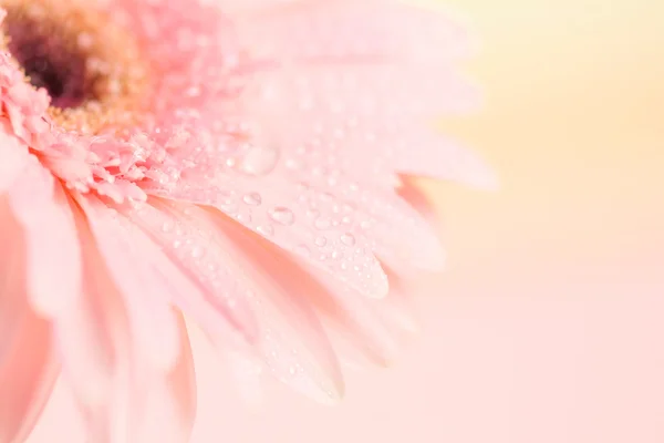 关闭和选择性焦点甜美的粉色非洲菊的花 — 图库照片