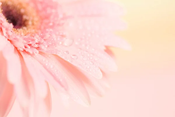 Enfoque cercano y selectivo de la flor Gerbera rosa dulce —  Fotos de Stock