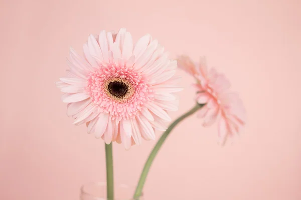 Dulce rosa Gerbera flor, momento romántico —  Fotos de Stock