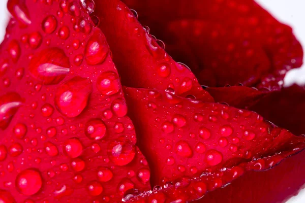 Messa a fuoco selettiva della superficie del petalo di rosa rossa bagnata con profondità superficiale — Foto Stock