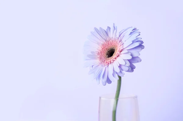 Primer plano y enfoque selectivo de la flor de Gerbera azul dulce —  Fotos de Stock