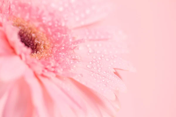 Focus ravvicinato e selettivo del fiore di Gerbera rosa dolce — Foto Stock
