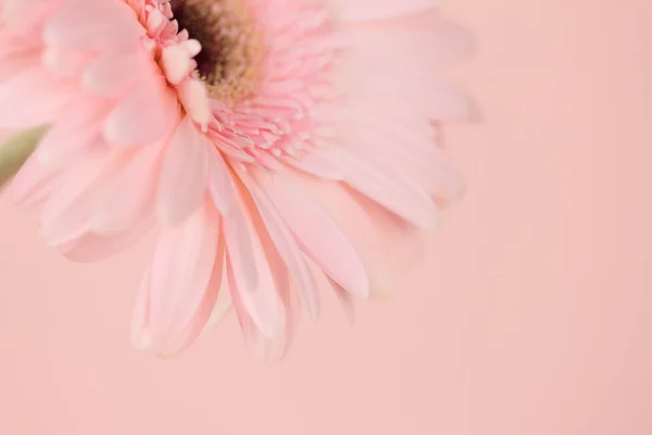 Enfoque cercano y selectivo de la flor Gerbera rosa dulce —  Fotos de Stock